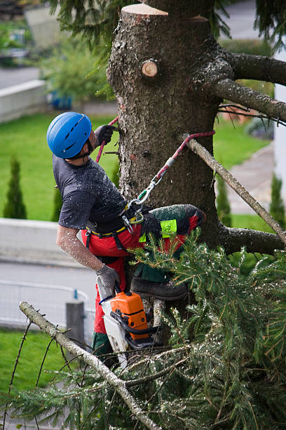 How Our Tree Care Process Works  in  Estancia, NM